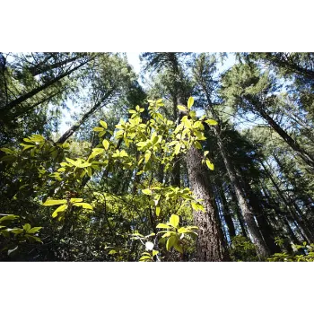Mahogany Plants